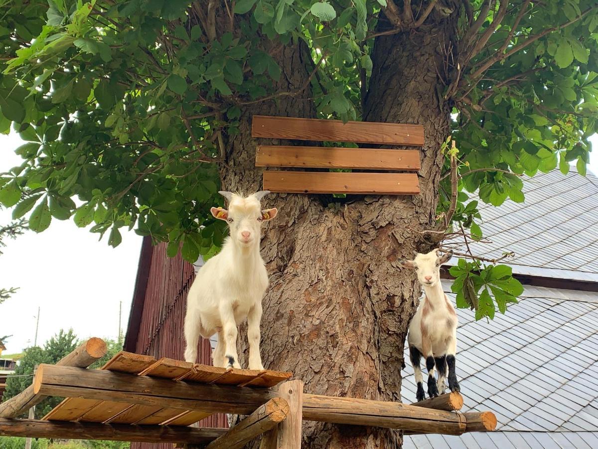 Naturhof Kluge Saupsdorf Εξωτερικό φωτογραφία